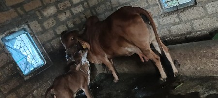 આ ગાય વેશવા નિ .છે