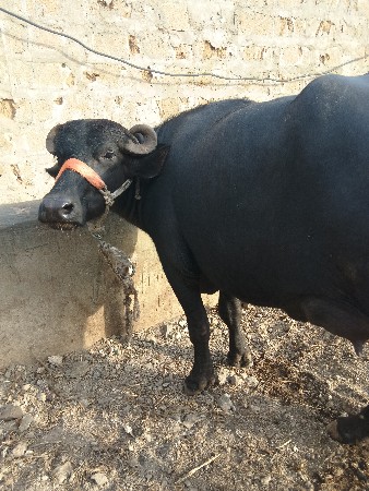 2 ભેંસ વેચવાની છે 1 વેતર છે