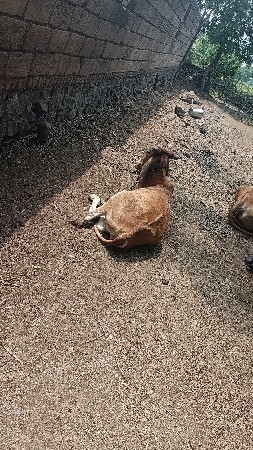 વેસ્વાની
