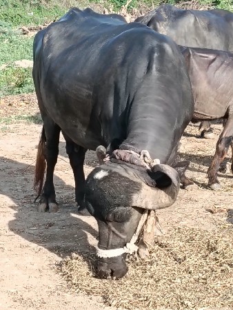 bhes vechvanu chhe