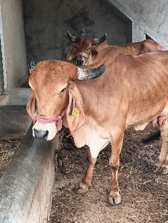 ગીર ગાય