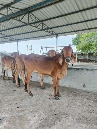 ગીર ગાય દેવાની છે