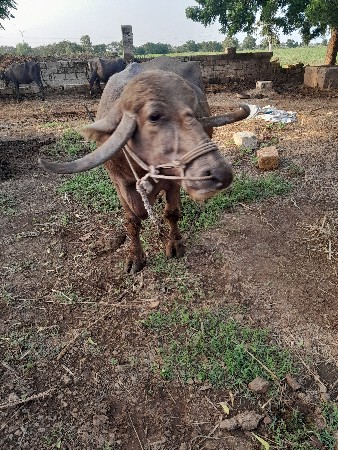 ભેંસ વેચવાની છે