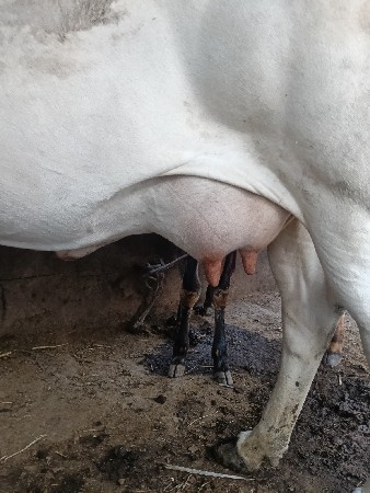 દેશી ગાય વેચવાની છે