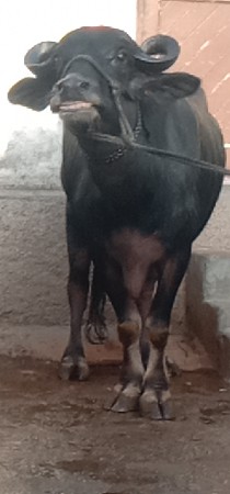 ભેંસ વેચવાનું છે 2 છે