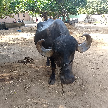 ભેંસ વેચવાની છે