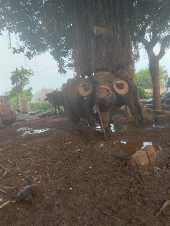 આ ભેંસ વેચવાનીછે