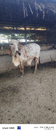 ગીર કબીરડો ખુટ વેચવાનો છે