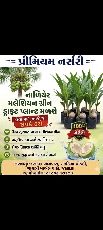 મલેશિયન ગ્રીન ડ્રાફ્ટ કોકોનેટ