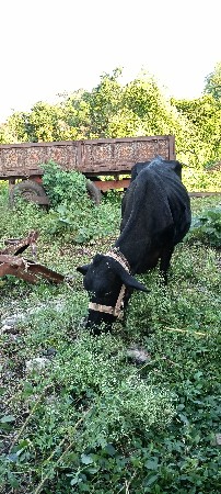 એચ. એફ. ગાય વેચવાની છે