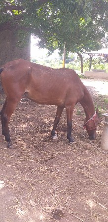 આ ઘોડી વેચવાની છે સાટા પણ કરવાના છ