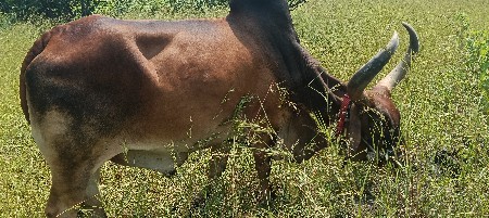 વઢીયારા