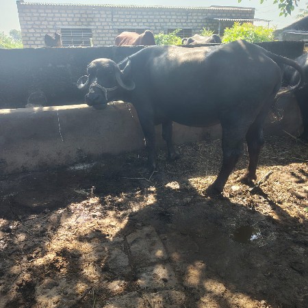 પેલ વેતર ખડાઈ વેસ્વાની શે