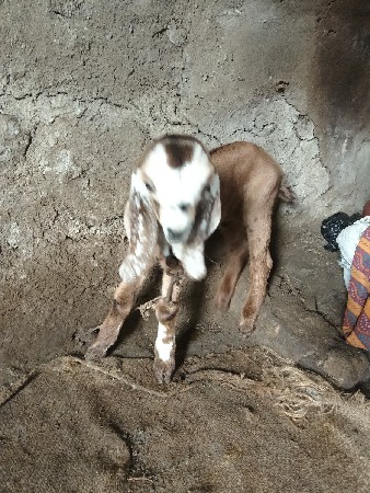 બકરો છે