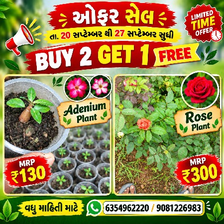 સેલ સેલ સેલ