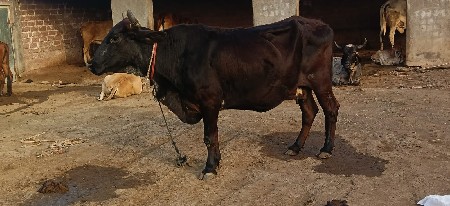 વેશવા ની શે