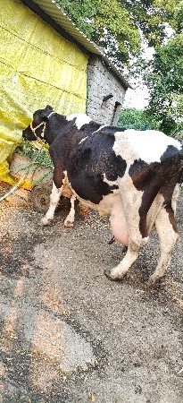 વેચવાની છે
