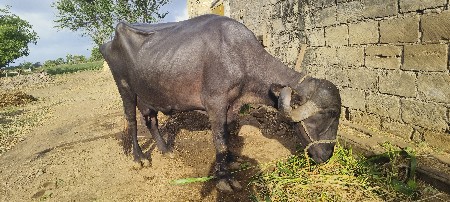 ભેંસ vesavani se
