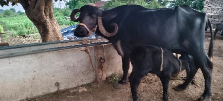 ભેંસ વેચવાની છે