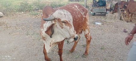 પેલ વેતરી ઓળકી
