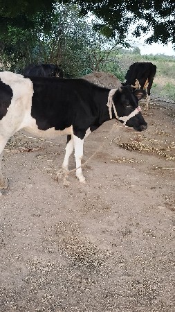 વાસળી વેચવાની છે