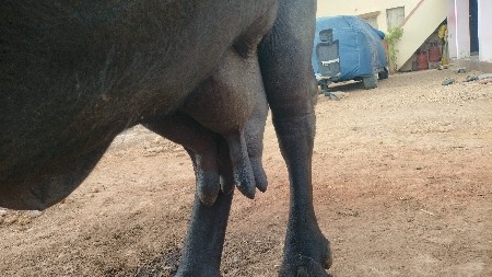 ભેંસ વેચવાની છે