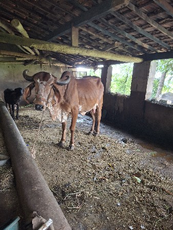 ગાઈ વેચવા ની છેં