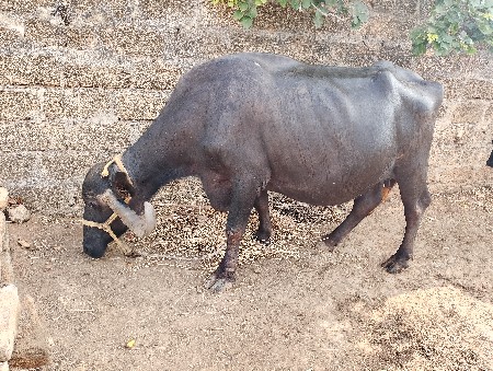 ભેંસ વેચવાની છે