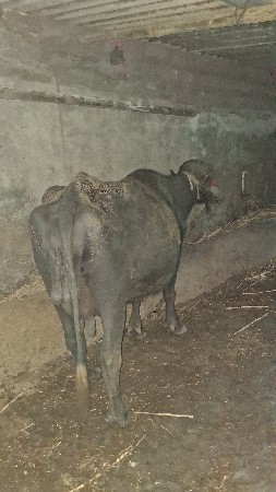 ભેંશ