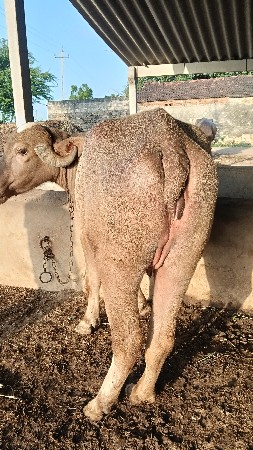 ખડેલી વેચવાની છે અઢી વર્ષની છે