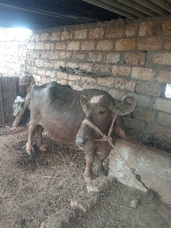 ભેશ