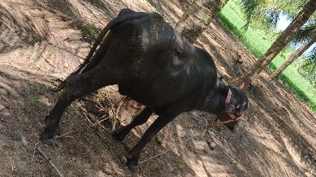 પાડી