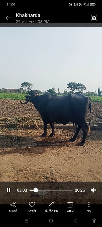 ભેંસ વેચવાનીછે