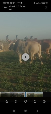 સારા છે