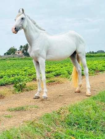 ઘોડી વેશવાની છે
