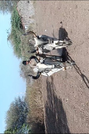 બળધ  ચારધરના