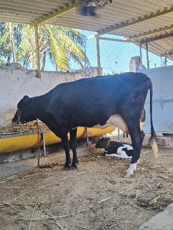 ગાય વેચવાની છે