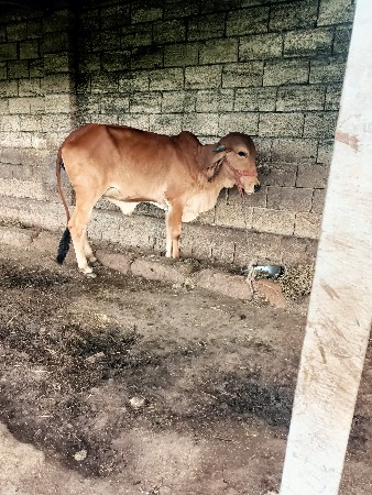 હોળકી આપવાની છે