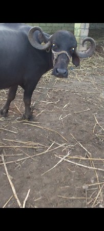 આ ભેસ આપવાની સે વીયાણેલી નીસે પાડી