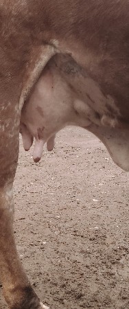 ગાય વેચવાની સે...