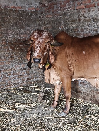 vechvani