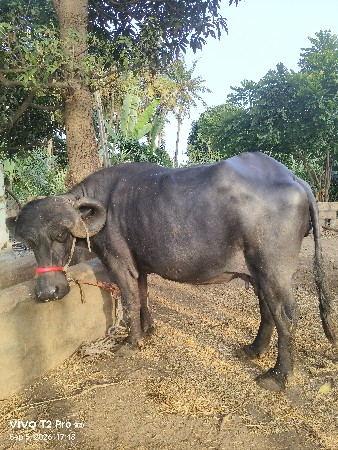 1 વેતર છે