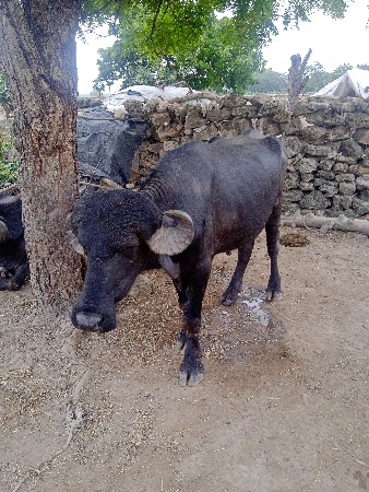 પાડો વેચવાનો છે.