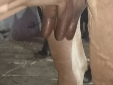 ગાય વેચી નાખવા ની છે.