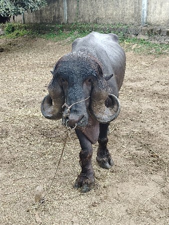પાડો વેચવાનો છે મો. 9726514626