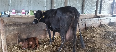 hf ગીર ક્રોસ ગાય વેચવાની છે