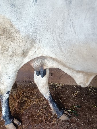 બીજા વેતરમા