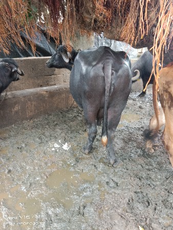 ભેસ