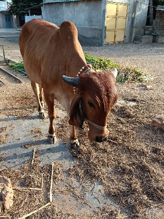 હોડકી વેચવાની છે