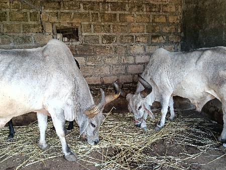 એક બે ત્રણ નો છે અને ચાર ધર્મ છે